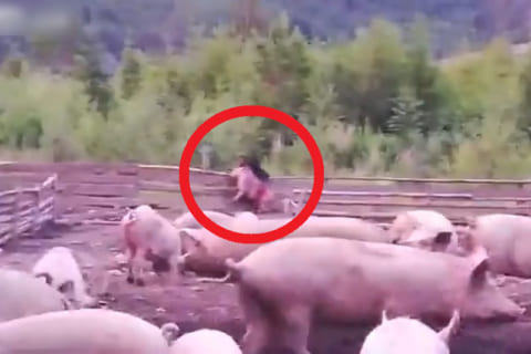 【恐怖】農家さん、豚の叫び声を聞き駆け付けるとやばすぎる化け物が…（動画あり）