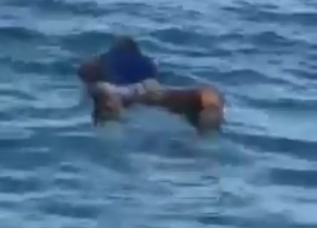 【閲覧注意】ジャマイカの観光客さん、海にとんでもないものが浮いてるのを発見してしまう…（動画あり）