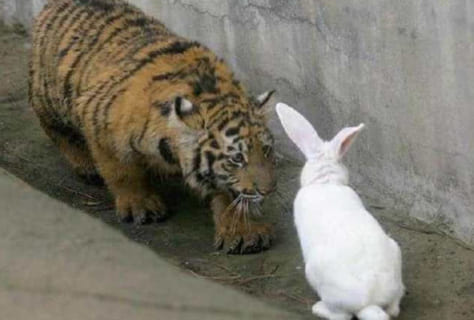 【奇跡】動物園がトラの檻に生きたウサギ（餌）を入れる ⇒ 次の日見に行った結果ｗｗｗ