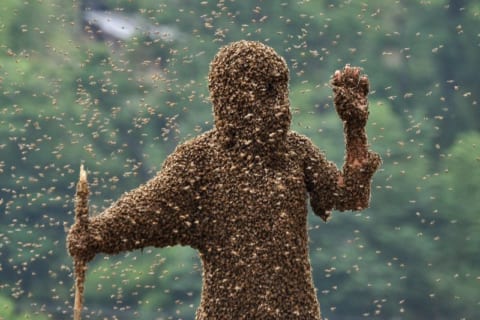 【閲覧注意】ミツバチに300か所刺された男がやった行動ｗｗｗ（動画あり）