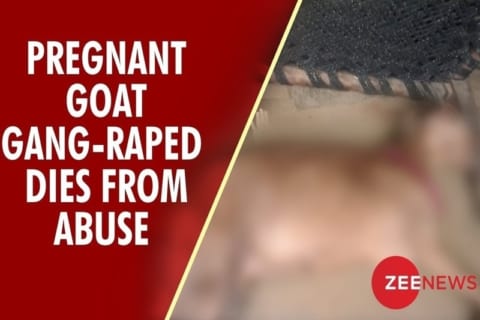【狂気】妊娠中のヤギが８人の男性に集団レイプされ死亡 インド