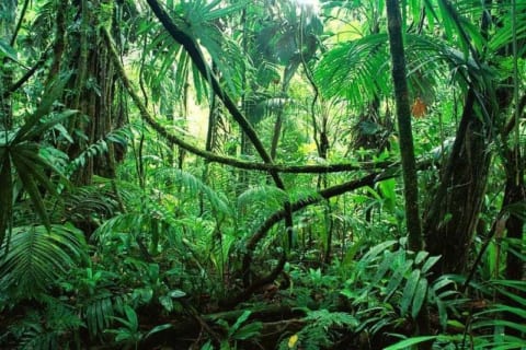 【閲覧注意】インドネシアのジャングルで首吊り自殺した人間、凄い事になる（画像あり）