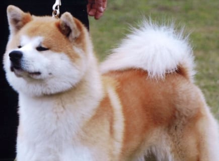 【閲覧注意】秋田犬、アメリカで女性の顔をズタズタにしてしまう…（画像あり）