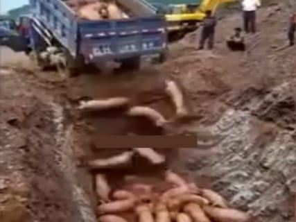【恐怖】農家「うちの豚が ”コレラ” に感染してしまった結果… 地獄の光景に…」（動画）