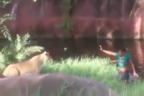 【奇跡】インドの動物園でライオンの檻に酔っ払い男が入り込む ⇒ こうなりましたｗｗｗ