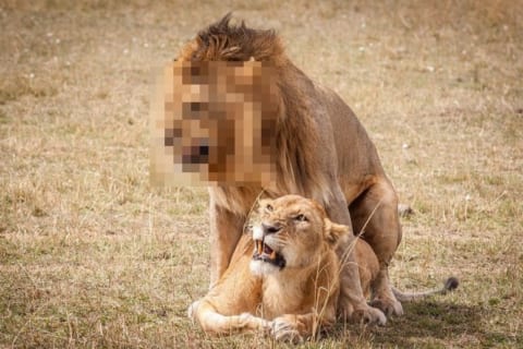 【画像】交尾中のライオンの顔ｗｗｗ 近付いたら殺されそうｗｗｗ
