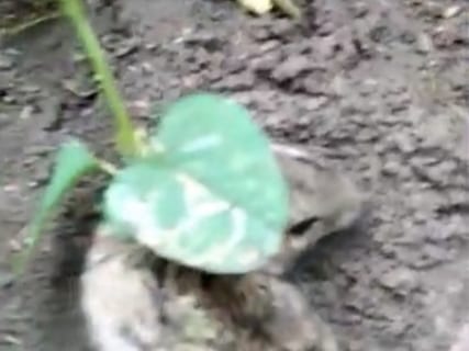 【超恐怖】畑に忍び込んだネズミ。傷口に ”植物の種” が入り込んだ結果…（動画）