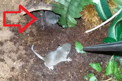 【驚愕】世界最大のクモ（25cm）が入ったカゴに生きたネズミ入れた結果・・・（動画あり）