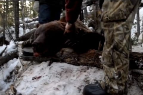 【衝撃映像】知事が娯楽で「冬眠中のクマ」を撃ち殺すビデオ、もはや炎上どころではない…