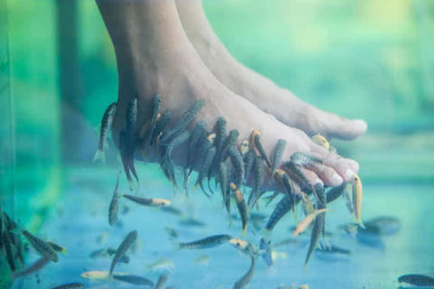 【閲覧注意】タイでドクターフィッシュの水槽に入った女性、足の指を全て切断
