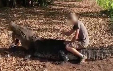 【超狂気】オーストラリアの旅行者が650kgのワニの背中に乗って炎上「殺されなかったのが奇跡」