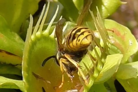 【驚愕】スズメバチ vs. 食虫植物の戦い・・・マジかよこれ・・・（動画あり）