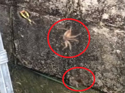 【驚愕】クモが「違う種類のクモの巣」に迷い込んだ結果・・・（動画あり）