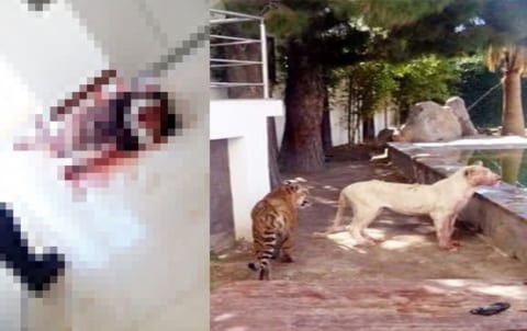 【閲覧注意】自宅で「ライオン」と「トラ」を放し飼いにしてた男性、こうなって死ぬ（画像あり）