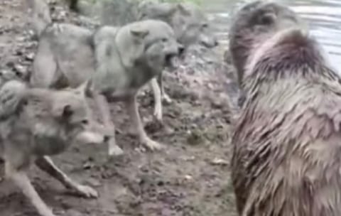 【衝撃映像】動物園でクマのエリアにオオカミ４頭が侵入した結果・・・