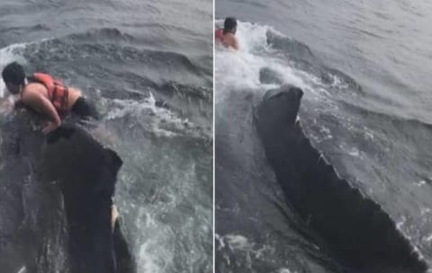【驚愕】クジラの背中に飛び乗り、絡まったネットを外した男が世界中で話題に。凄ぇえええ！！！