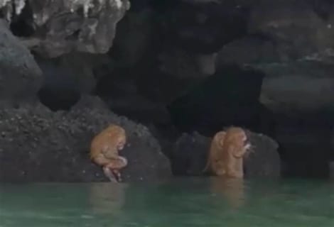 【恐怖】タイの海岸で未知の生物「半人半猿」が撮影され世界中で話題に。これは怖い…