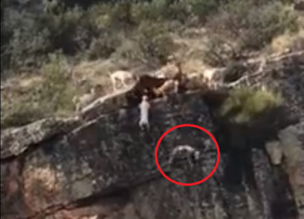 崖ギリギリの鹿を仕留めようとする数十匹の猟犬が ”どんどん落ちていく” 動画が怖いと話題に