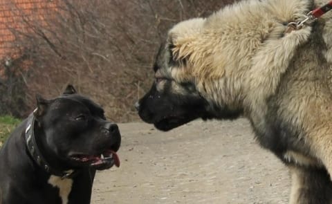 【動画】世界最強の犬 vs. 世界で最も人を殺している犬 ⇒ 当たり前すぎる結果に・・・