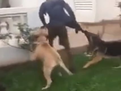 【衝撃映像】うちに侵入した泥棒、庭に放っている番犬2匹にグチャグチャにされる…