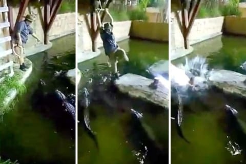 【衝撃映像】ワニがうようよいる池の上で ”ターザン” した男、怖すぎる事態に・・・