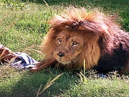 【閲覧注意】動物園でライオンに襲われた飼育員の体が・・・・・（画像あり）