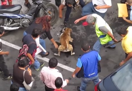 【衝撃】”世界で最も恐ろしい犬” のヤバさが3分で分かる映像・・・