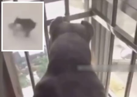 【動画】犬、好きなメス犬が違う犬に犯されてるのを自宅から見つけこの反応