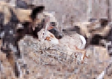 【閲覧注意】野生のウサギ、アフリカの公園で中世の拷問みたいな殺され方をする（動画あり）