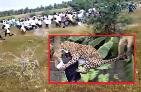 【衝撃映像】野生のヒョウ vs. 村人500人が戦ったらこうなる！！！　インド