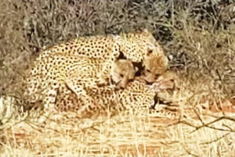 【世界初】南アフリカでチーターの3PSEXが撮影される! 15年間ガイドを勤めるレンジャーも見るのは初 【世界初】南アフリカでチーターの3PSEXが撮影される! 15年間ガイドを勤めるレンジャーも見るのは初