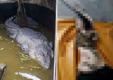 【閲覧注意】例の「日本人経営者が飼ってた5mワニに食べられた女性」の動画、ガチでやばすぎる 【閲覧注意】例の「日本人経営者が飼ってた5mワニに食べられた女性」の動画、ガチでやばすぎる