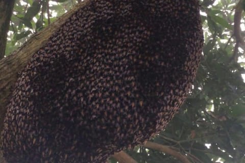 【超恐怖】ミツバチの巣が「この状態」になっていたら、絶対に近づいてはいけないらしい…（動画あり）