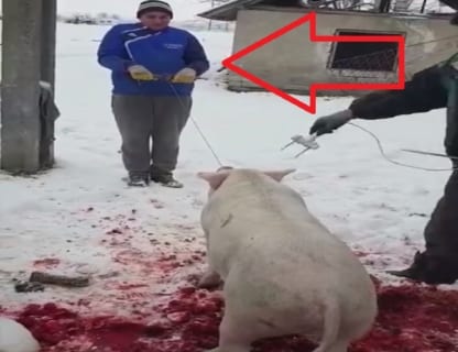【衝撃映像】今から豚が殺されるんだが、その後ろにいるオジサンにも恐ろしい事が起こります・・・