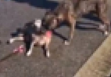 【閲覧注意】散歩中のパグ、激ヤバ犬にぐちゃぐちゃにされ死亡