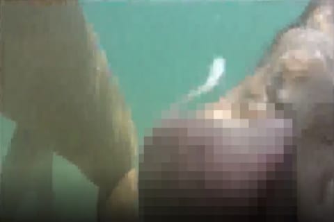 【水中動画】女の子がいっぱいいるプールに1人だけいるおじさんの正体ｗｗｗｗｗ（動画あり）