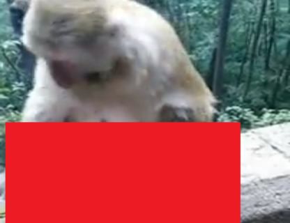【動画】お母さん猿、死んだ子供を受け入れることが出来なかった結果 衝撃の行動に…！