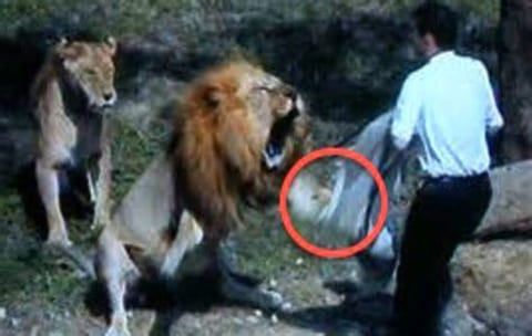 【超恐怖】インドの動物園でライオンに食い殺された男性の映像が流出。あまりにも怖すぎる