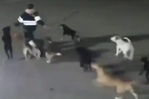 【超恐怖】11匹の野良犬に殺された女性。その ”直前の映像” を監視カメラが捉えていたんだが…