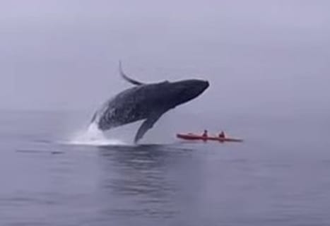 【超恐怖】観光客さん、クジラのダイブの真下にいた結果・・・（GIFあり）