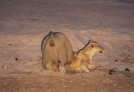 【驚愕】象さん、ライオンさんを物凄い殺し方する（画像あり）