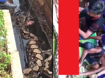 【閲覧注意】体長10mの超巨大ニシキヘビに呑み込まれた女性が取り出される ⇒ その姿が…