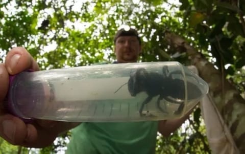【超恐怖】世界最大のハチ ”Megachile pluto” が38年ぶりに発見される。怖すぎだろ…