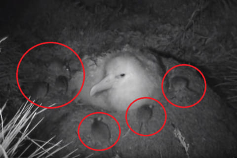 【閲覧注意】絶滅危惧種のアホウドリの雛が、大量のネズミに生きたまま食べられてる映像が波紋