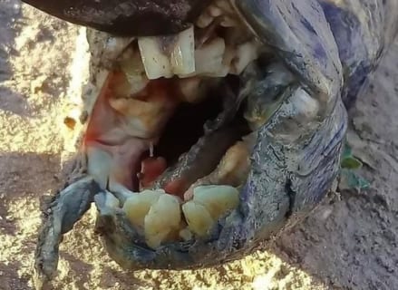 【恐怖】アルゼンチンで ”人間の歯” を持つ謎のエイリアン型生物が発見される
