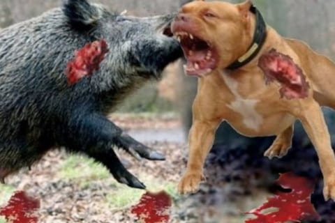 【衝撃映像】”世界で最も狂暴な犬4匹” をイノシシと戦わせたら・・・マジかよ・・・