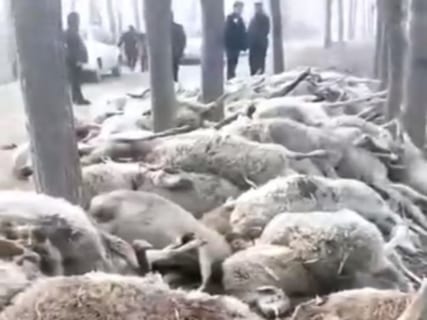 【狂気】農家さん、隣の農家に毒を撒きヒツジ107頭を皆殺しに（動画）