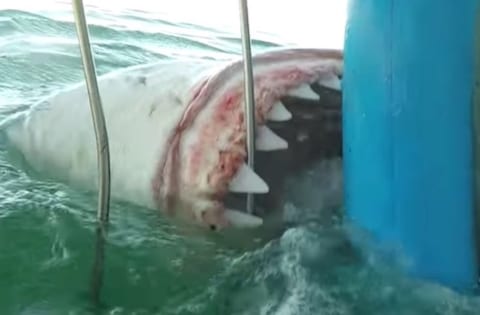 【閲覧注意】昨日公開された「ホオジロザメに噛まれた人間のビデオ」がマジで恐ろしい