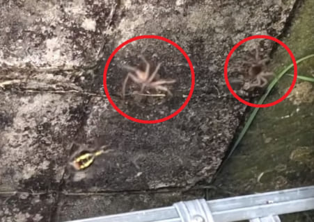 【驚愕】地上で暮らす毒蜘蛛2匹が ”巣を作る蜘蛛” の巣に引っ掛かったら…（動画）