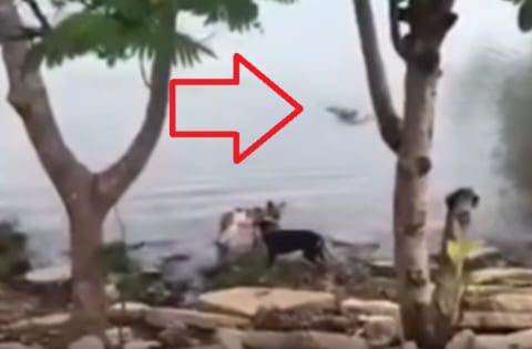 【狂気】女さん、飼い犬を「ワニ」がいる川で遊ばせ、案の定食べられ、泣き叫ぶ（動画）